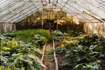 Serre de jardin remplie de légumes et de plants